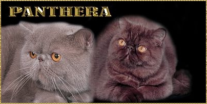 Panthera cattery